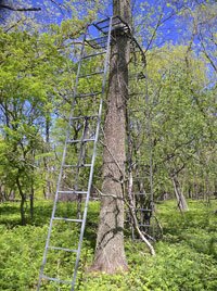 Deer Stand in the Woods